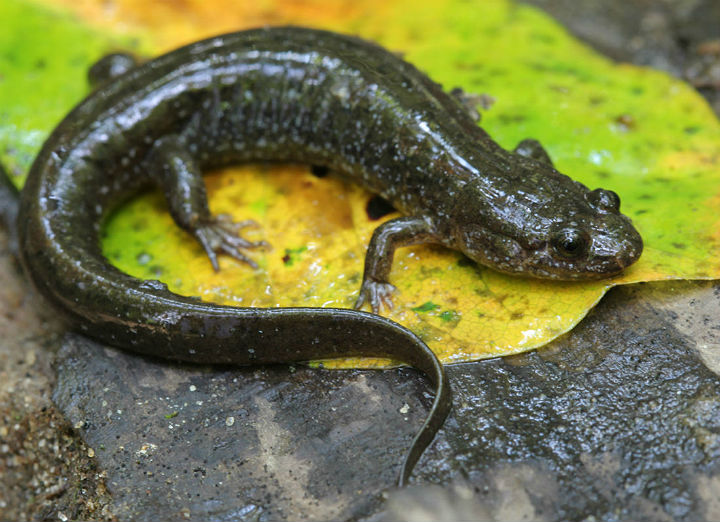 Dusky Salamander